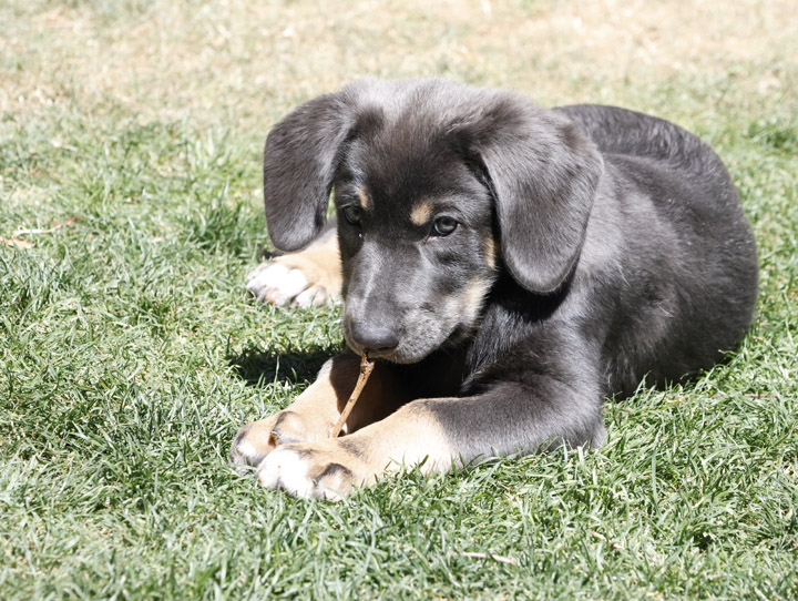 chinook dog